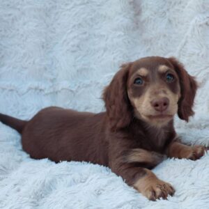 Baillie – AKC Registered Purebred Female Puppy for Sale