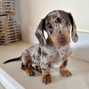 Leo – AKC Registered Purebreed Male Puppy for Sale