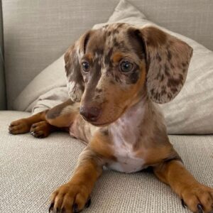 Jay – Registered Purebreed Male Dachshund Puppy for Sale