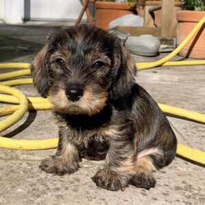 Jerry – AKC Registered Purebred Male Puppy for Sale