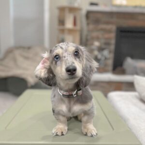 Jessy –  AKC Registered Purebred Female  Puppy for Sale