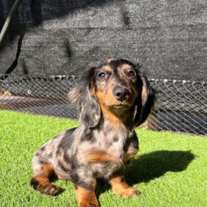 Mike – AKC Registered Purebred Male Puppy for Sale