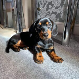 Owen – AKC Registered Purebred Male Puppy for Sale